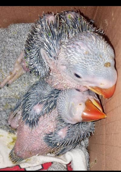 RAW PARROT