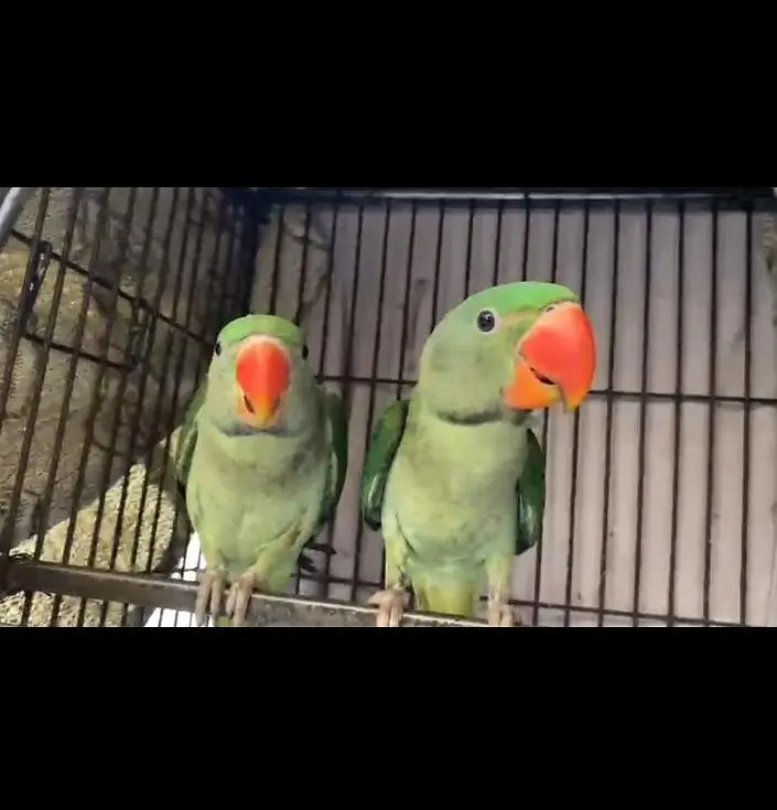 RAW PARROT — photo 2