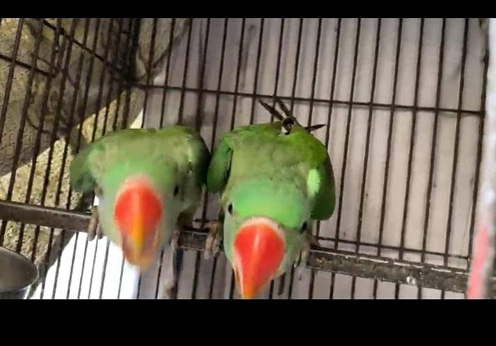 RAW PARROT 2