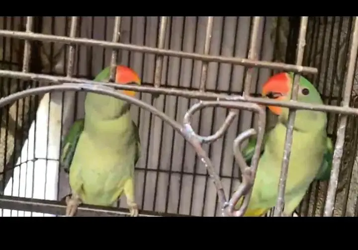 RAW PARROT — photo 4