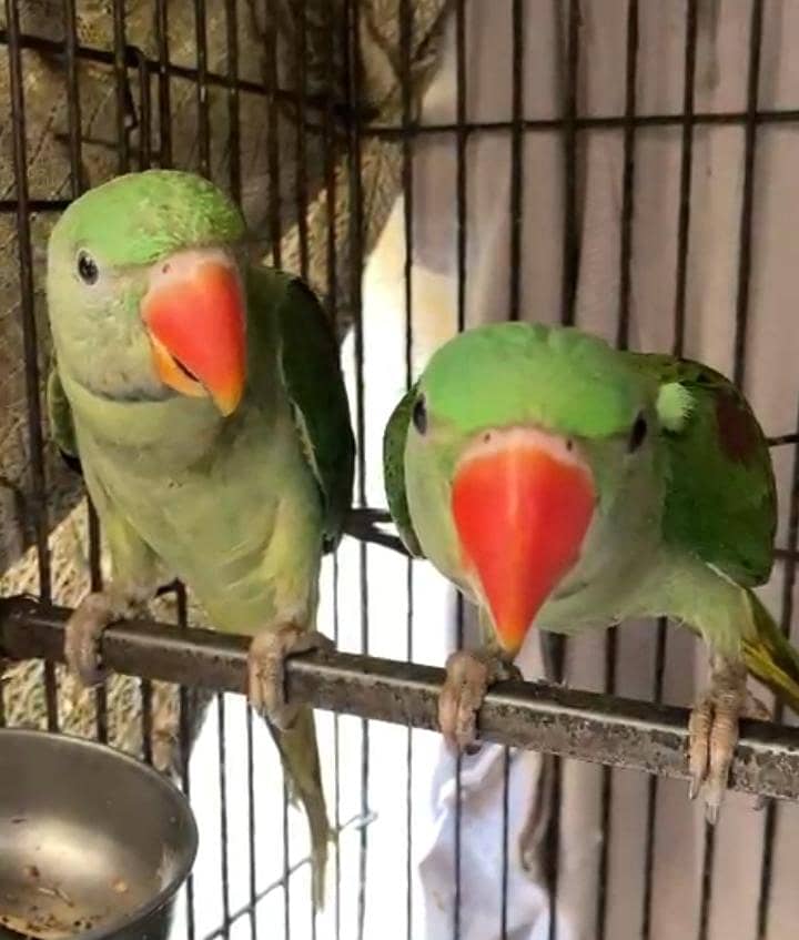 RAW PARROT 4