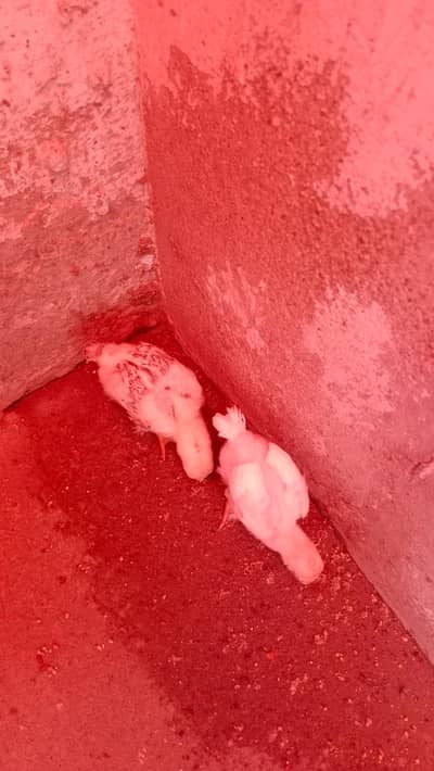 pure parrot beak heera white chicks