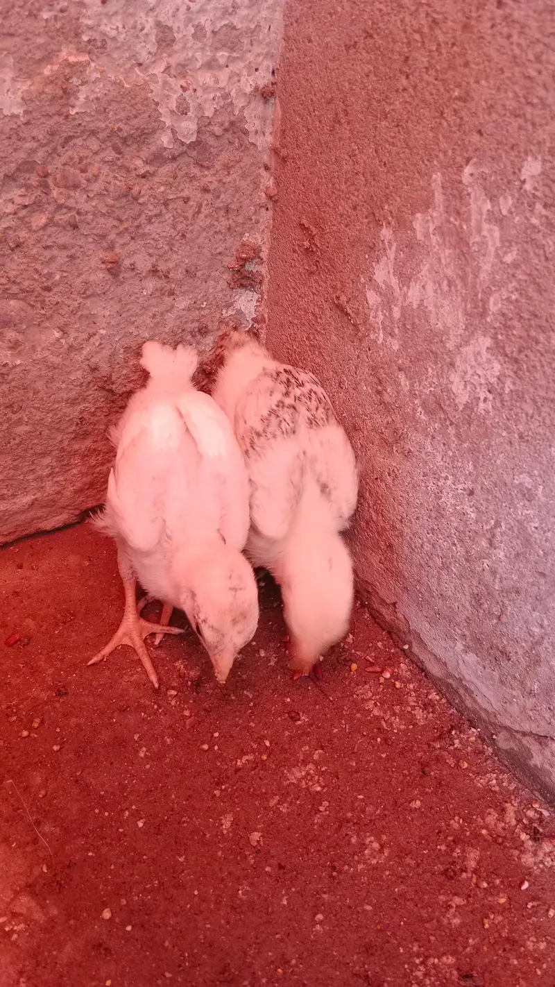 pure parrot beak heera white chicks — photo 2