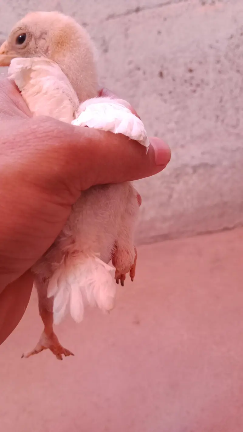 pure parrot beak heera white chicks — photo 3