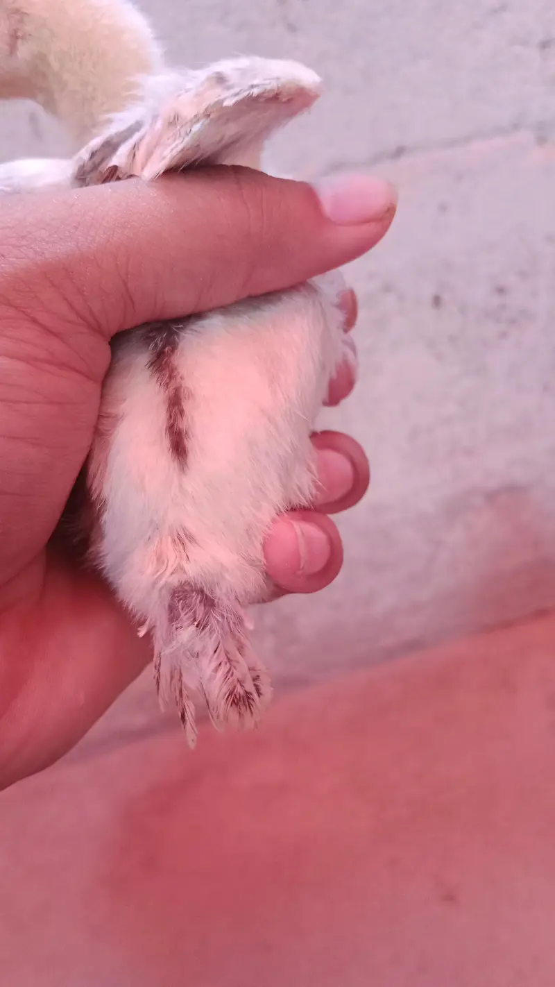 pure parrot beak heera white chicks — photo 4