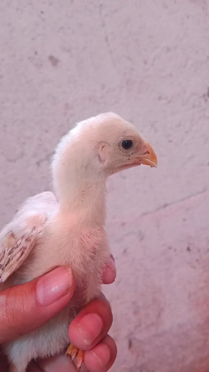 pure parrot beak heera white chicks — photo 5