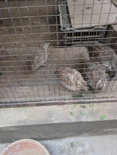 teetar chicks