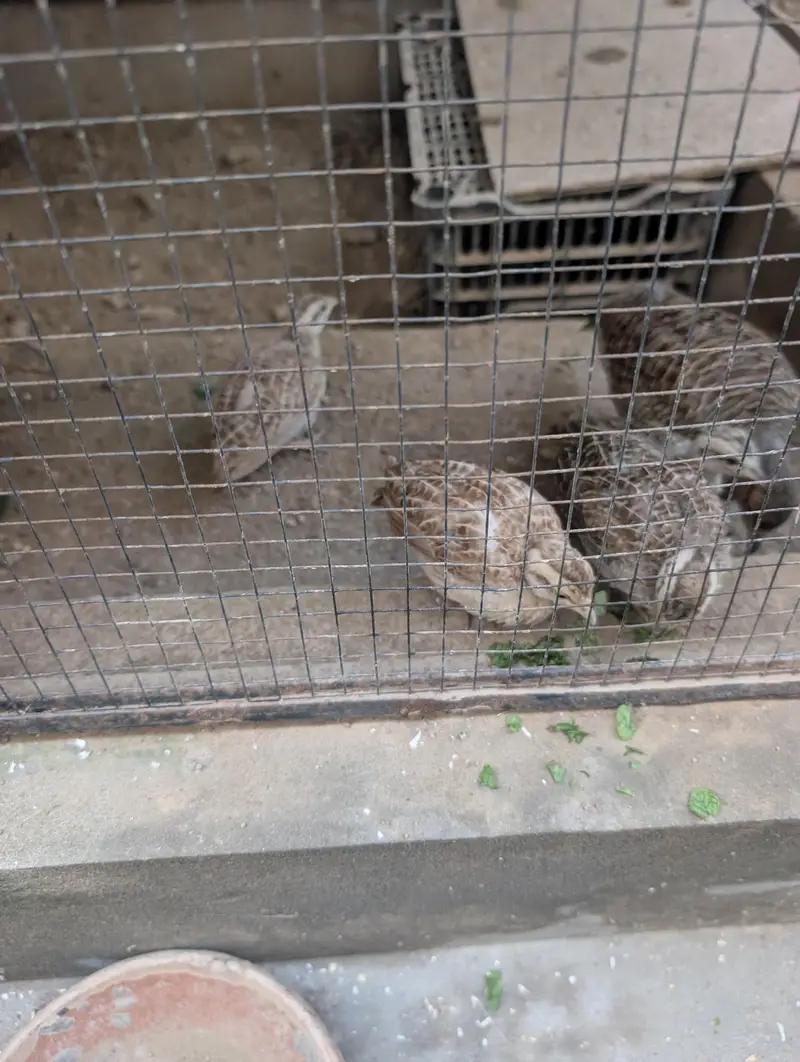 teetar chicks