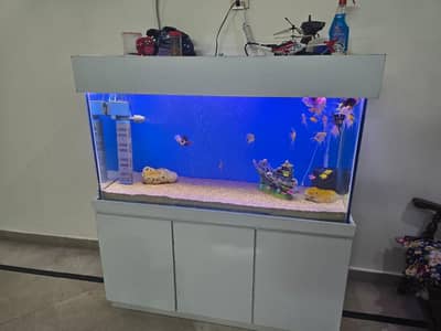 4 ft aquarium