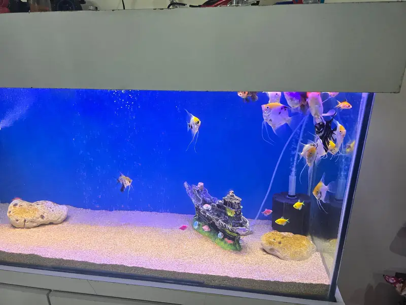 4 ft aquarium — photo 2