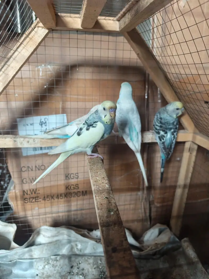budgie parrots pair — photo 2