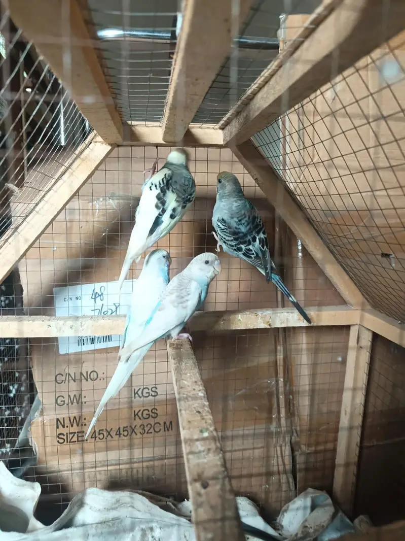 budgie parrots pair — photo 3