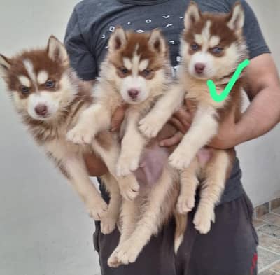 Siberian Husky puppies for sale | Lahore