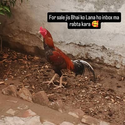 aseel murgh lakha for sale