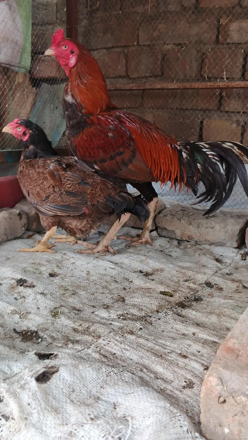 aseel murgh lakha for sale — photo 2
