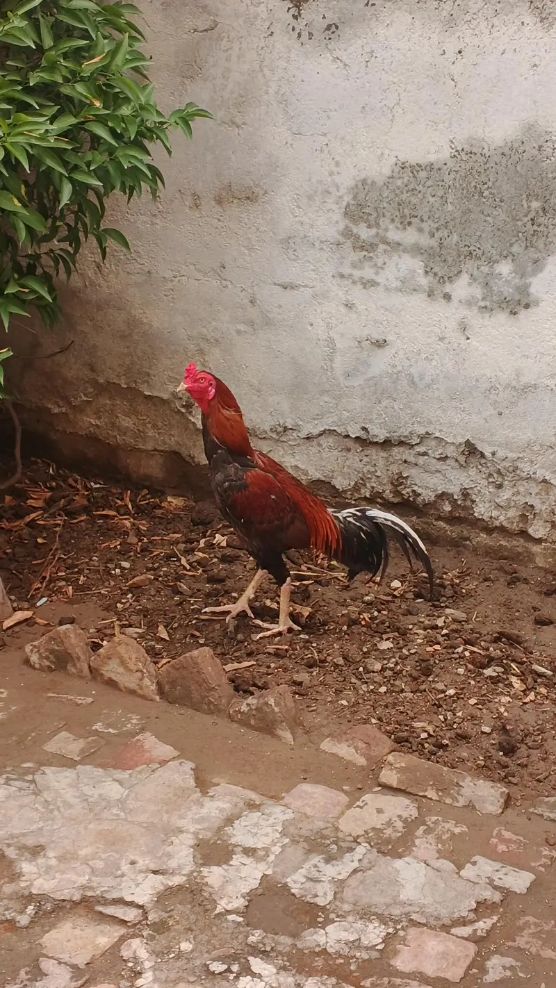 aseel murgh lakha for sale — photo 3