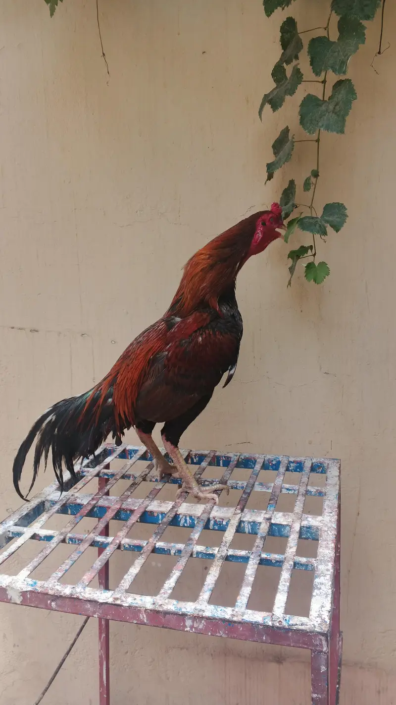 aseel murgh lakha for sale — photo 5