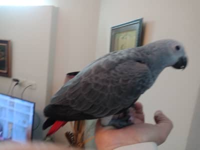Congo African Grey Parrot