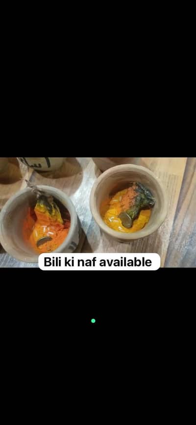 Cat naff | Kittens | Bili Ki naff available for sale