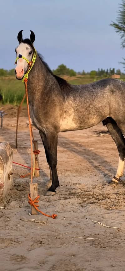 Stunning Dapple Grey Stallion | Healthy & Active | Well Trained |