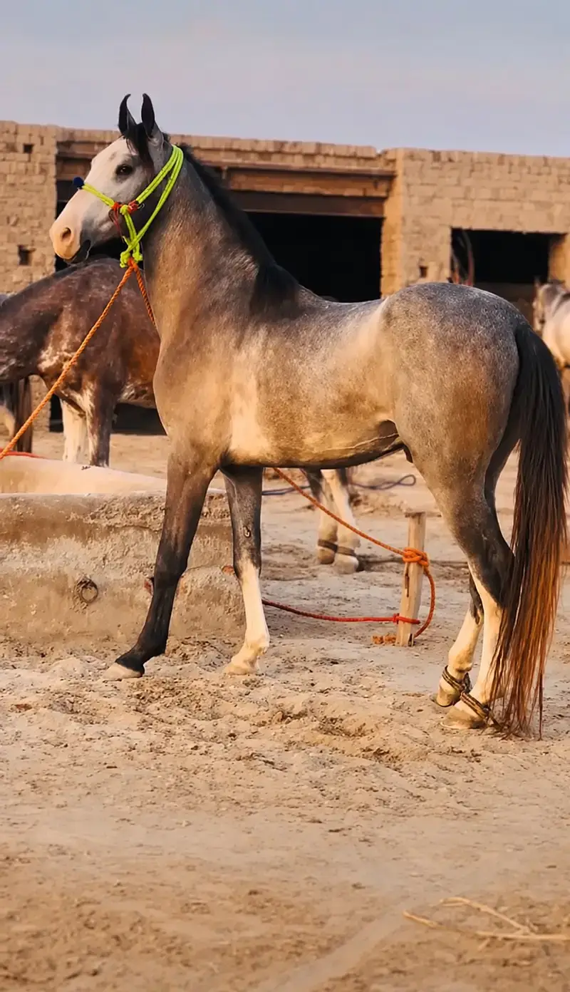 Stunning Dapple Grey Stallion | Healthy & Active | Well Trained | — photo 2