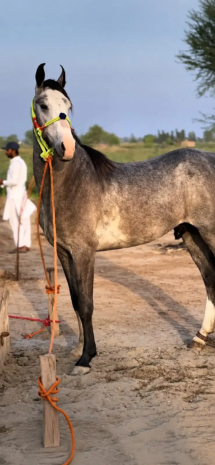 Stunning Dapple Grey Stallion | Healthy & Active | Well Trained | — photo 4