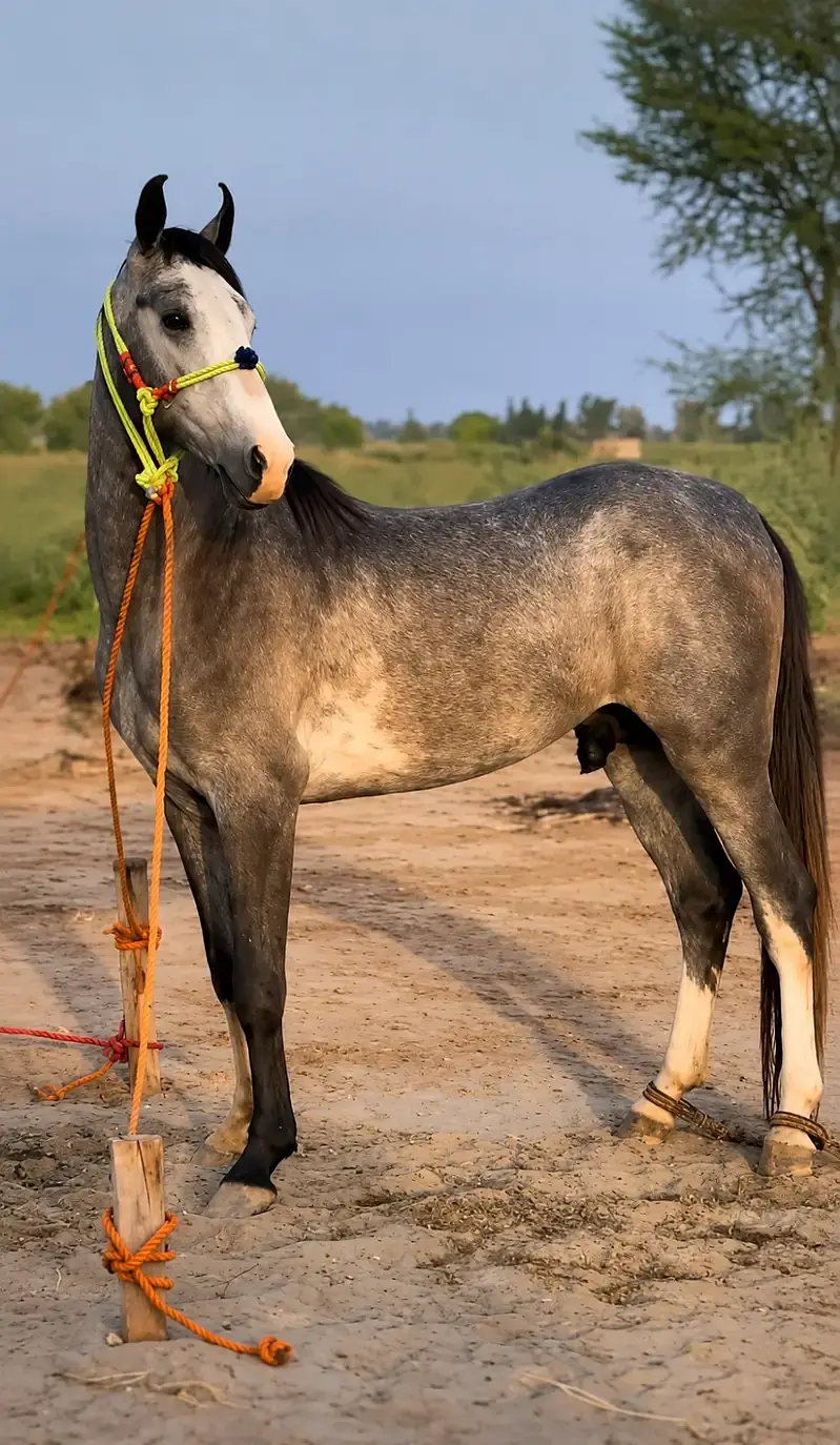 Stunning Dapple Grey Stallion | Healthy & Active | Well Trained | — photo 5