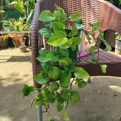 money plant