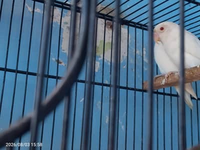 Albino red ayes creamo red ayes