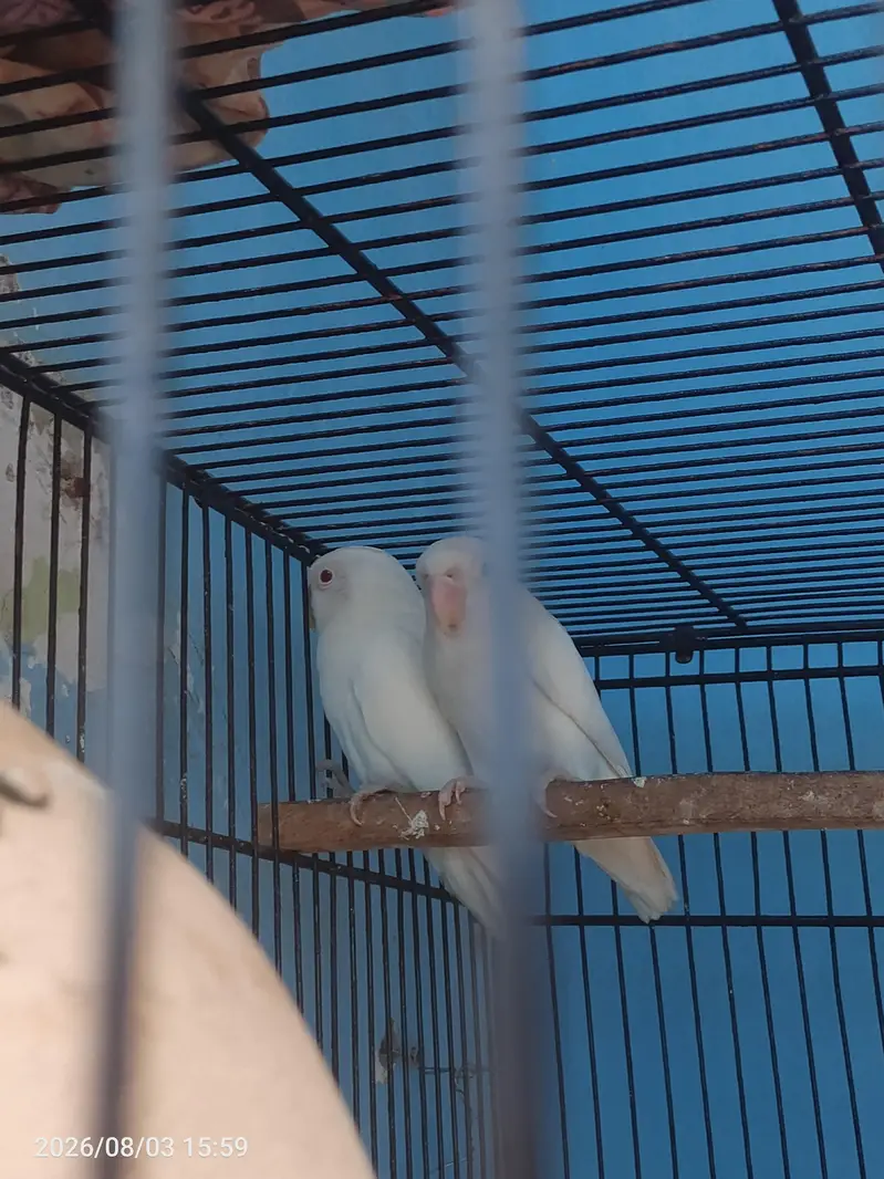 Albino red ayes creamo red ayes — photo 2
