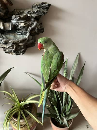 Kashmiri /raw /pahari parrot