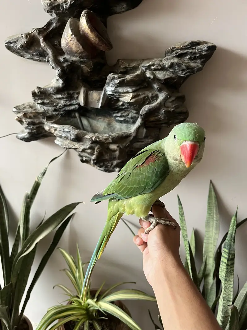 Kashmiri /raw /pahari parrot — photo 2