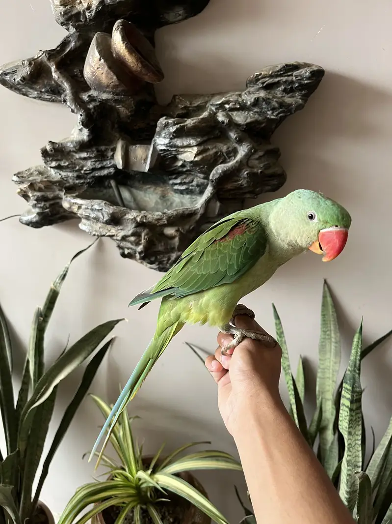 Kashmiri /raw /pahari parrot — photo 3