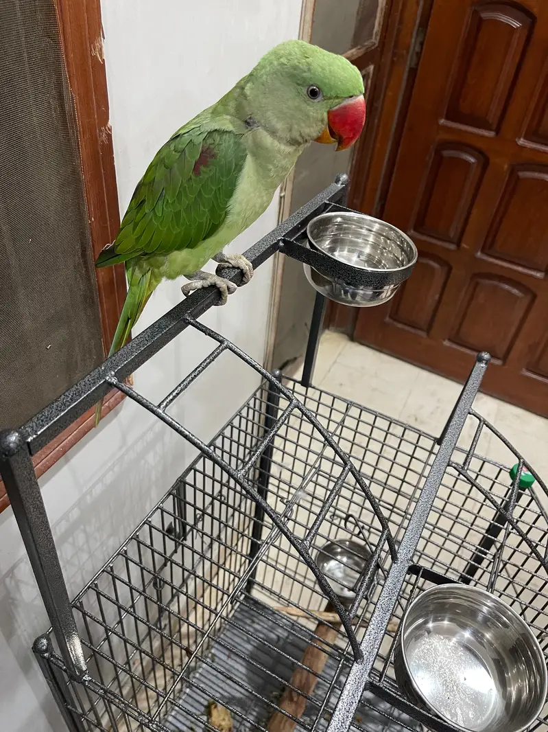 Kashmiri /raw /pahari parrot — photo 4