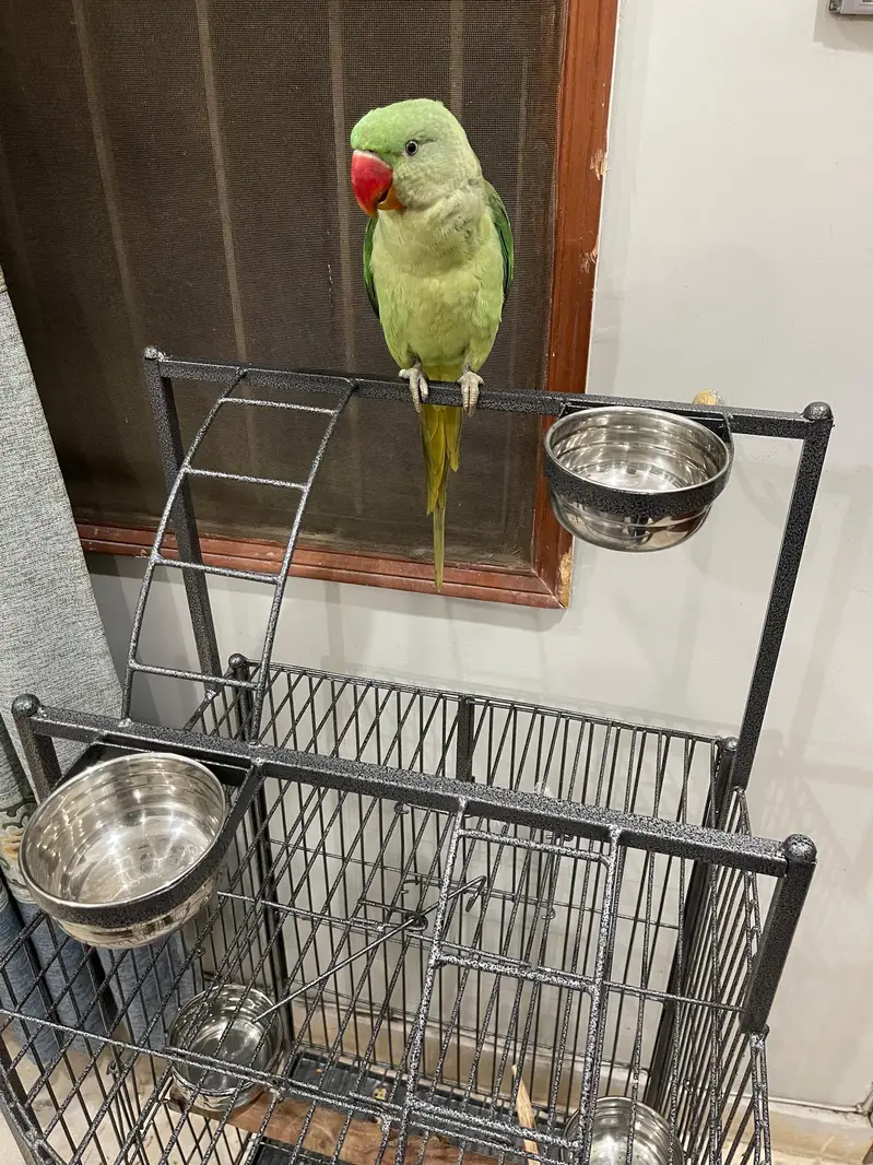 Kashmiri /raw /pahari parrot — photo 5