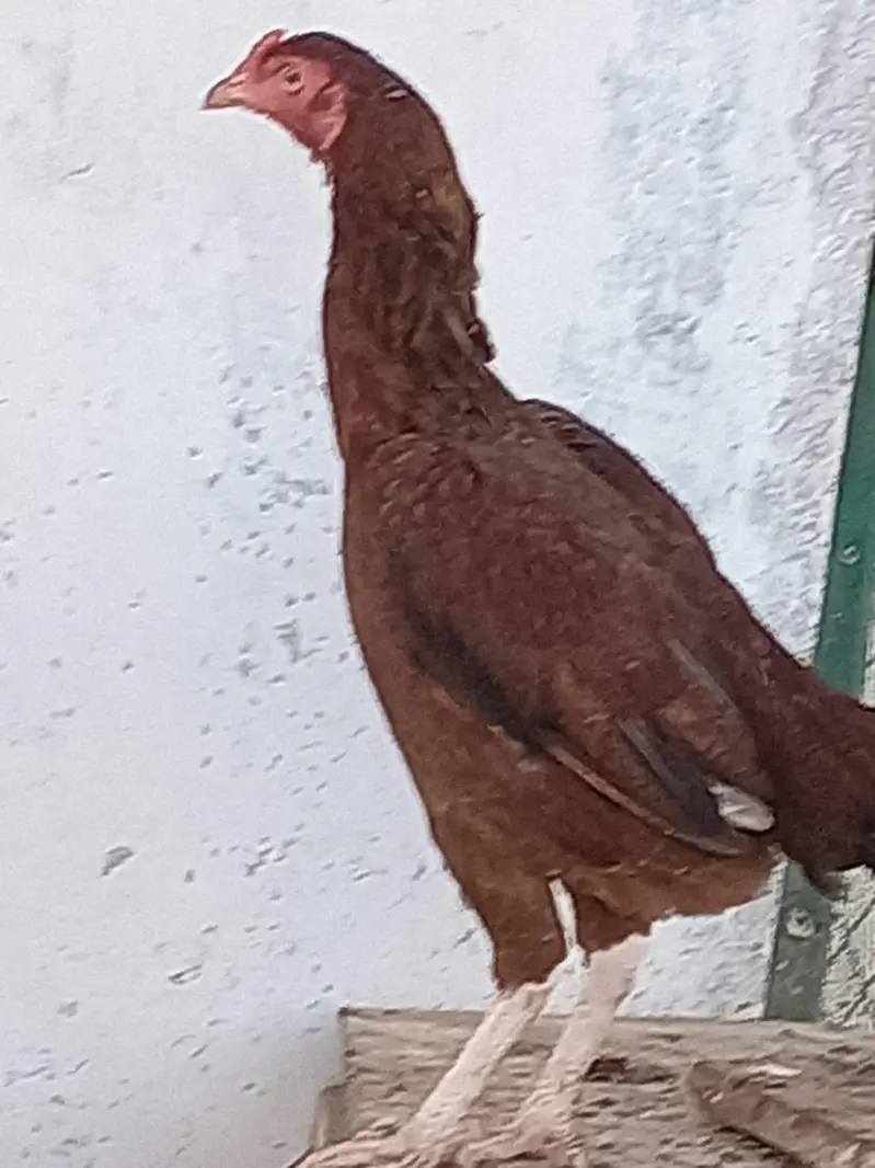 murgi  kurak hai ando ke sath deni hai — photo 2