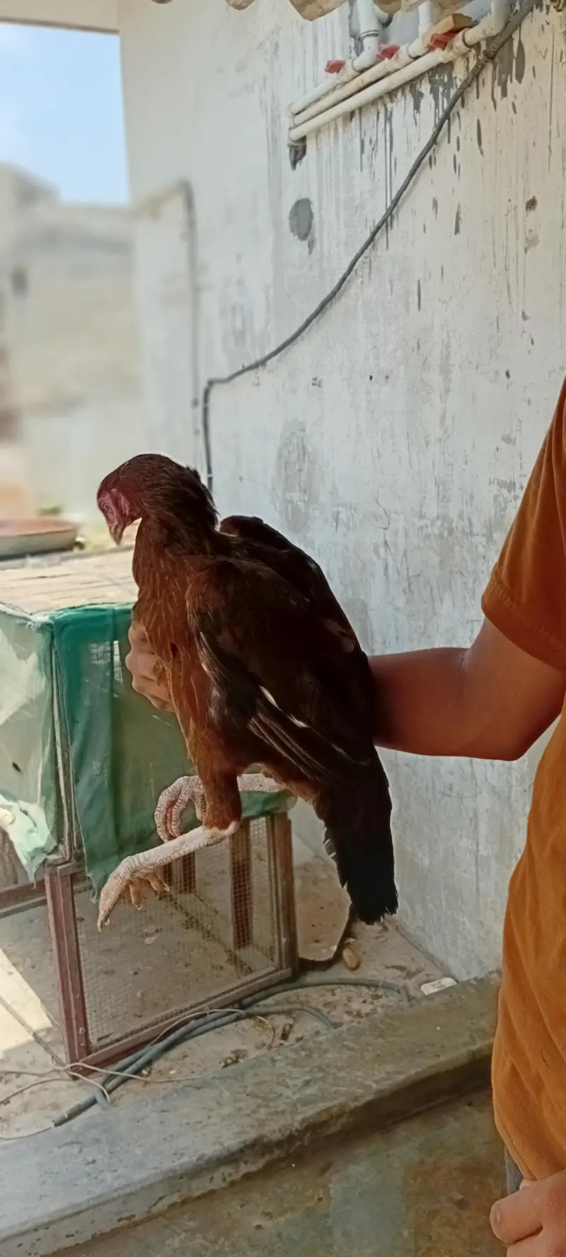 murgi  kurak hai ando ke sath deni hai — photo 3