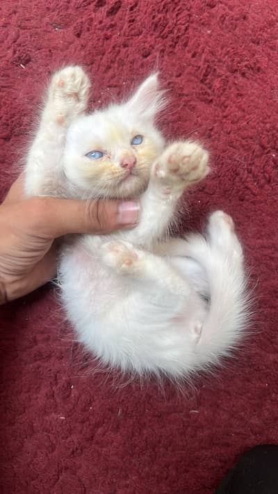 White kitten age 1.5 month blue eyes 