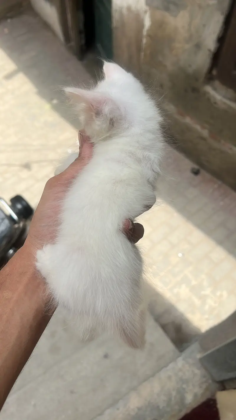 White kitten age 1.5 month blue eyes  — photo 2