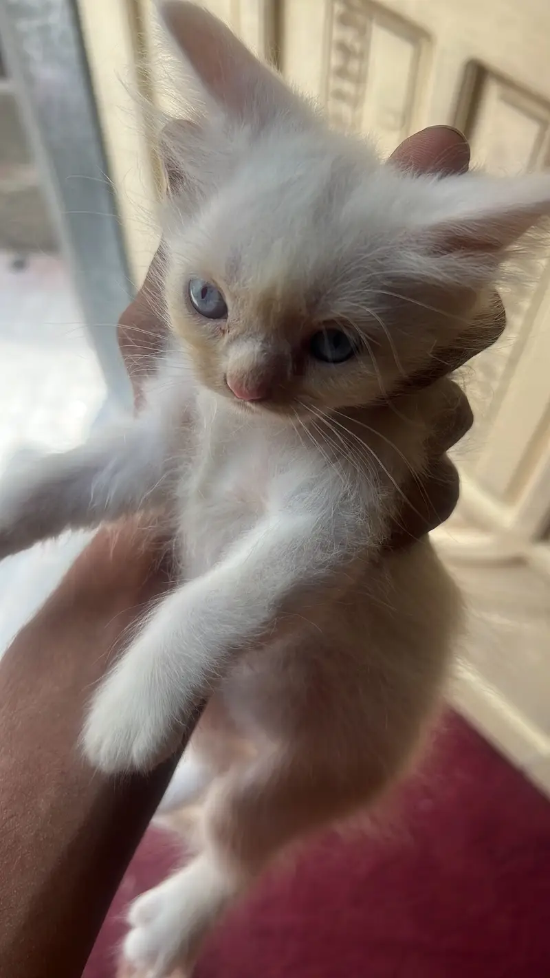 White kitten age 1.5 month blue eyes  — photo 3