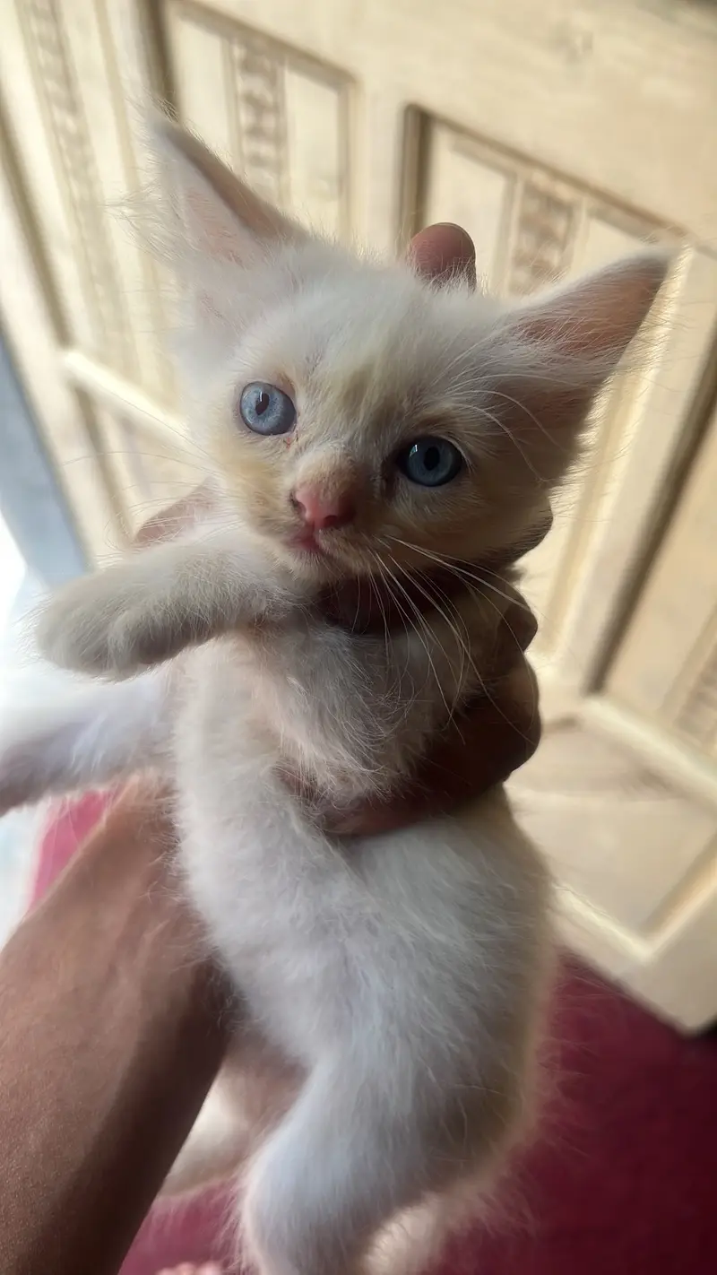 White kitten age 1.5 month blue eyes  — photo 4