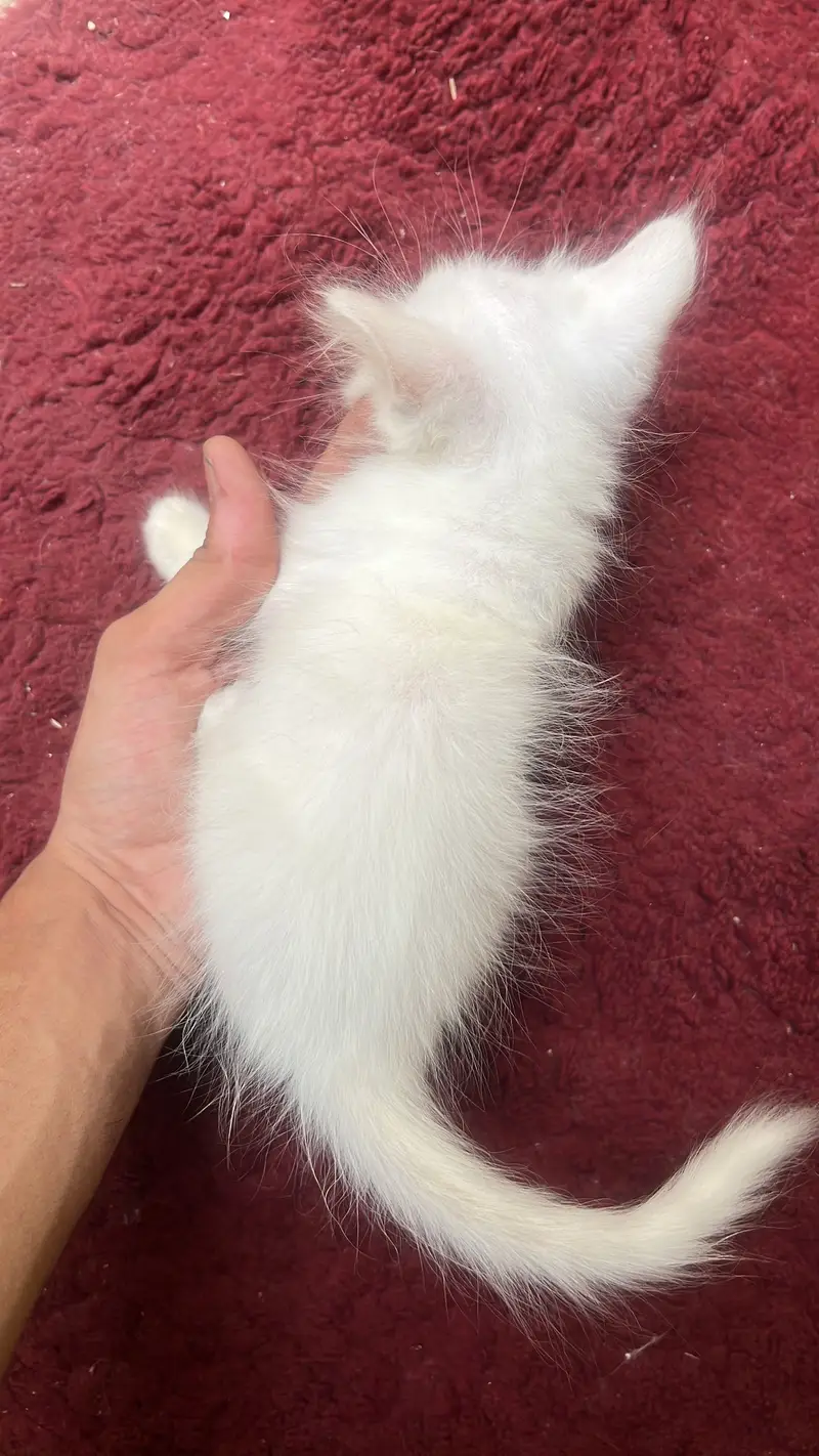 White kitten age 1.5 month blue eyes  — photo 5