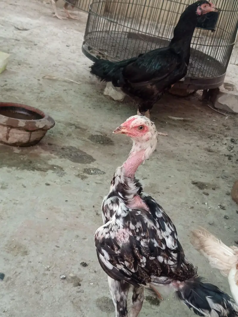 Top Quality Aseel Pathay Pathiyan — photo 2
