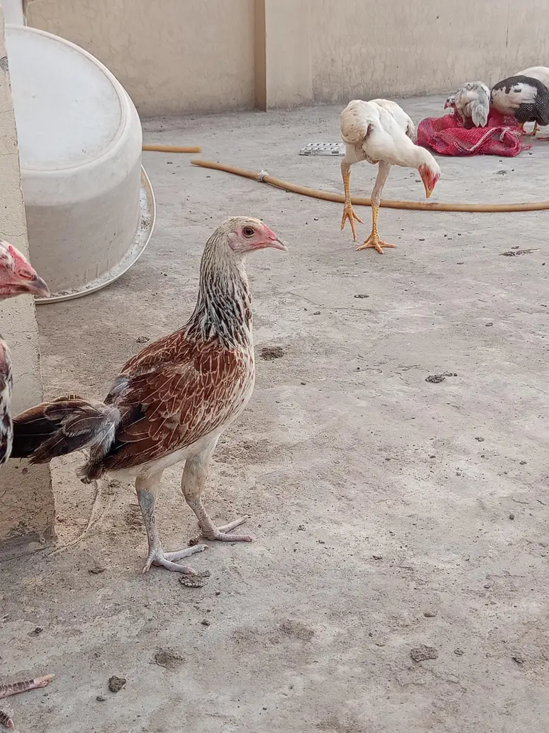 Top Quality Aseel Pathay Pathiyan — photo 7