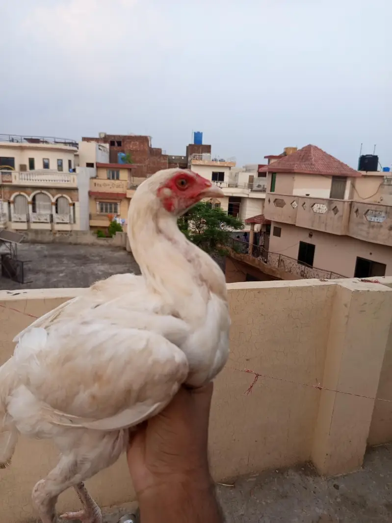 Top Quality Aseel Pathay Pathiyan — photo 12