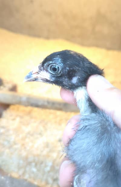 aseel chicks/shamo chicks/mianwali chicks/lasani chicks/veitnam chicks