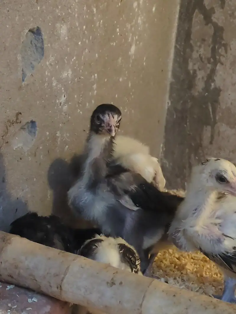 aseel chicks/shamo chicks/mianwali chicks/lasani chicks/veitnam chicks — photo 2