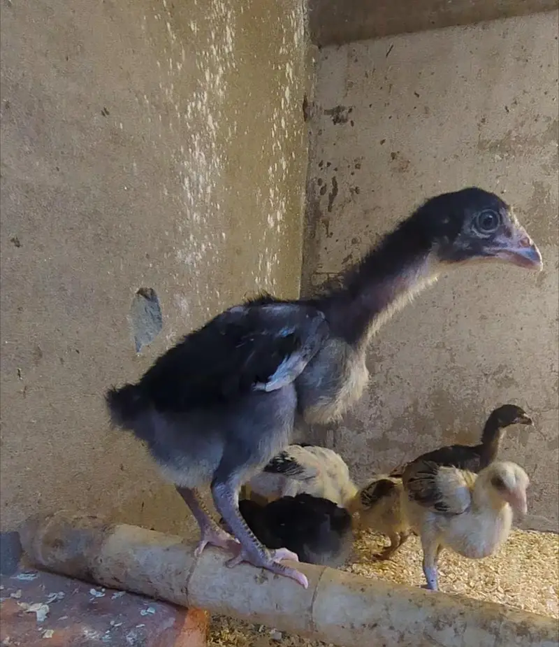 aseel chicks/shamo chicks/mianwali chicks/lasani chicks/veitnam chicks — photo 3
