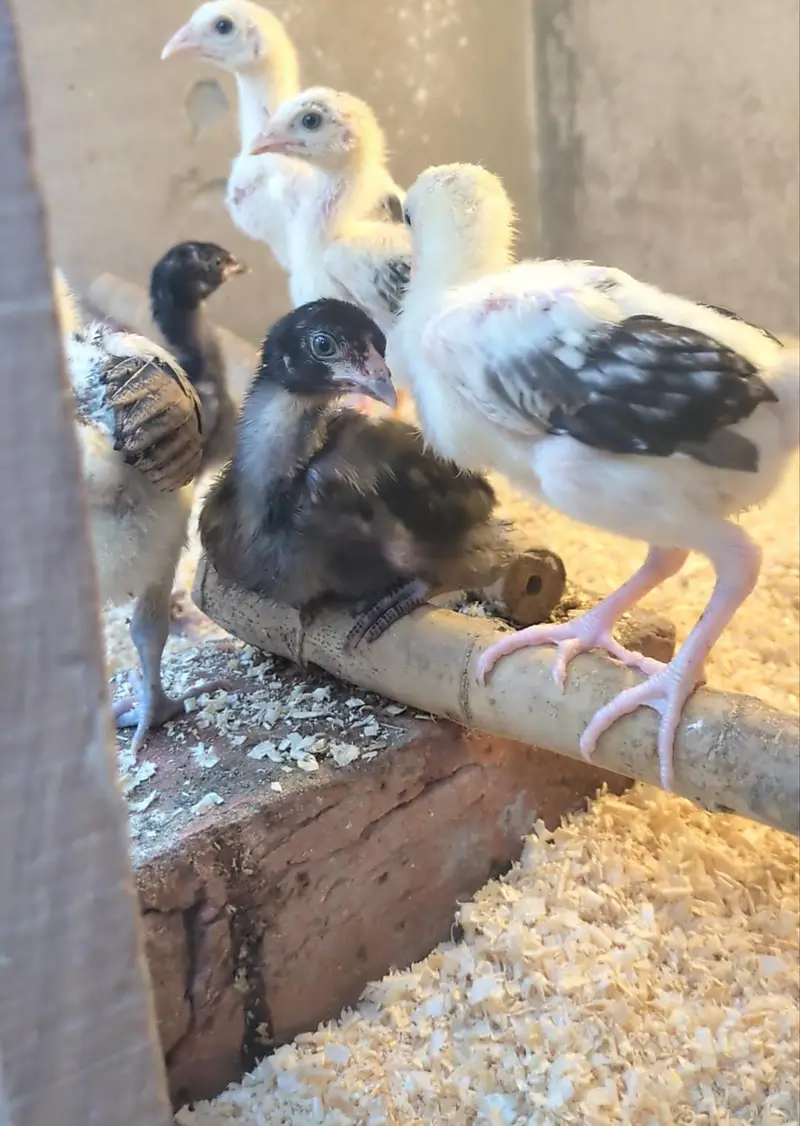 aseel chicks/shamo chicks/mianwali chicks/lasani chicks/veitnam chicks — photo 6