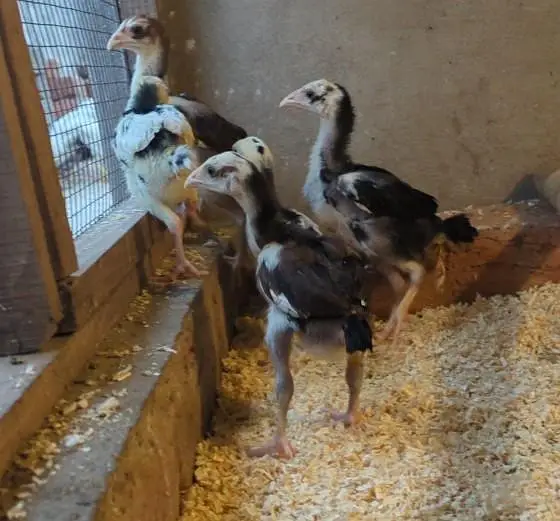 aseel chicks/shamo chicks/mianwali chicks/lasani chicks/veitnam chicks — photo 7